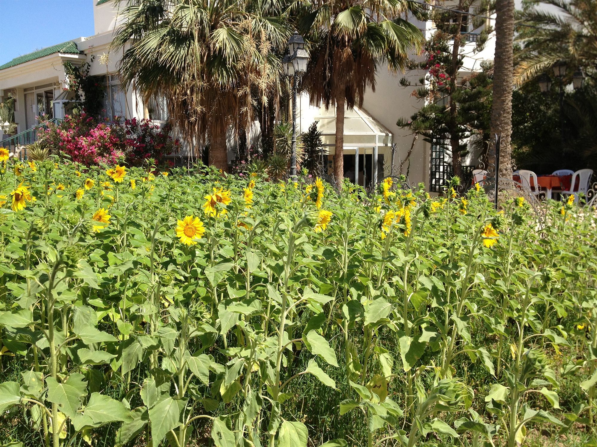 Hotel Djerba Orient Mezraia Exteriör bild